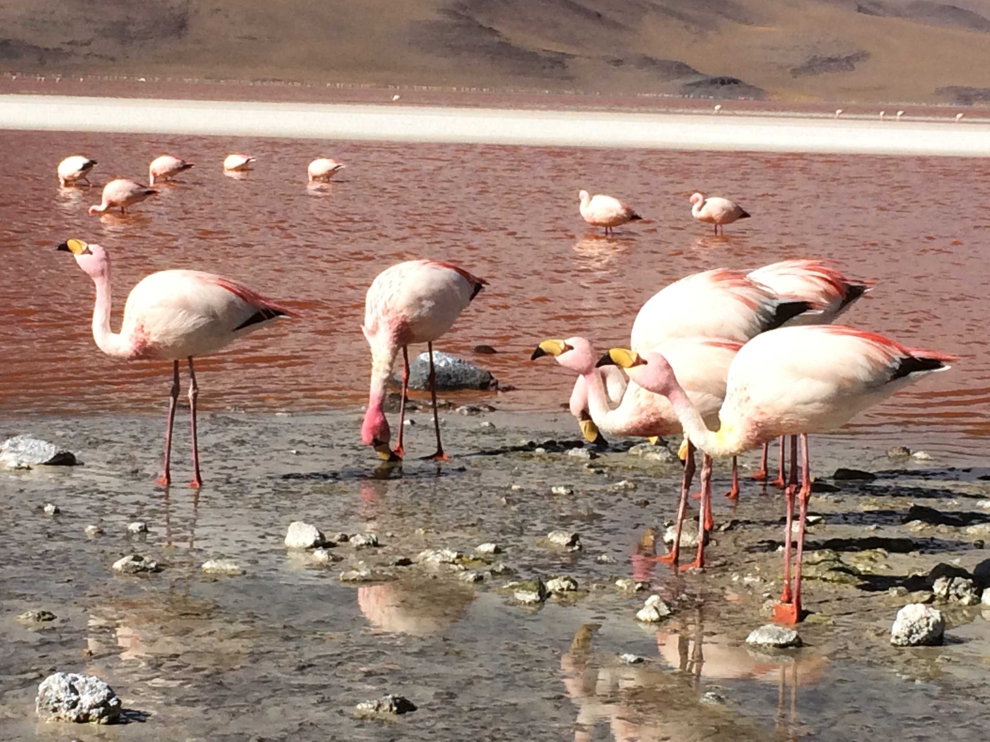 アタカマからウユニ２泊３日ツアーへ フランミンゴのピンクレイク はら旅ブログ